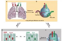 肺部设计将水变成燃料