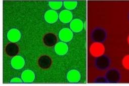 用于复杂生物流体原位分析的分子传感器