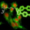 化学家为生物成像创造了圆形荧光染料