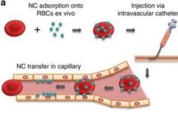 红血球搭便车提供了将药物运送到特定目标的新方法