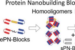 科学家开发出可自组装成超分子复合物的蛋白质