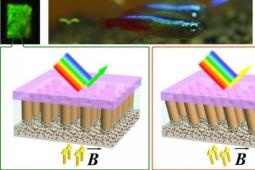 鱼类材料使用纳米柱改变颜色