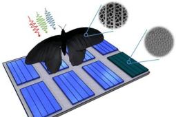 蝴蝶翼激发光伏发电：光吸收率可提高200％