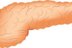 胰腺在人体中的重要性胰腺疾病