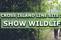 Cross Island Line现场调查的结果显示存在野生生物