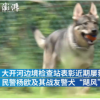 新闻：警方为立功缉毒犬授花环加鸡腿