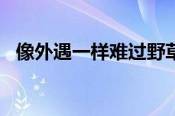 像外遇一样难过野草莓2008年出版的书籍