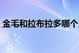 金毛和拉布拉多哪个更适合家庭犬（金毛虫）