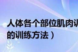 人体各个部位肌肉训练方法（身体各部位肌肉的训练方法）