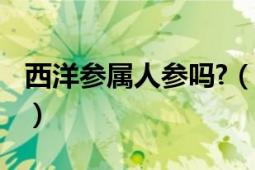 西洋参属人参吗?（西洋参 五加科人参属植物）