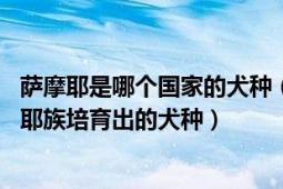 萨摩耶是哪个国家的犬种（萨摩耶犬 西伯利亚的原住民萨摩耶族培育出的犬种）