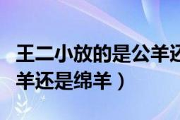 王二小放的是公羊还是母羊（王二小放的是山羊还是绵羊）