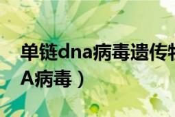 单链dna病毒遗传物质的复制方式（单链DNA病毒）