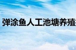 弹涂鱼人工池塘养殖技术（弹涂鱼养殖技术）