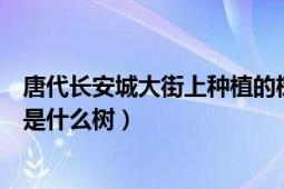 唐代长安城大街上种植的树是（唐代长安城大街上种植的树是什么树）