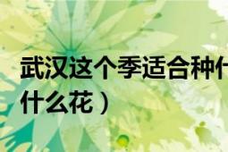 武汉这个季适合种什么花（武汉的夏天适合种什么花）