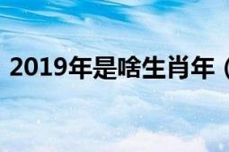 2019年是啥生肖年（2019年是什么生肖年）