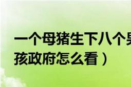 一个母猪生下八个男孩（关于母猪生下8个小孩政府怎么看）