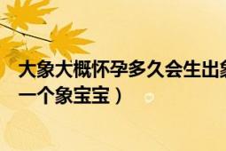 大象大概怀孕多久会生出象宝宝（大象一般怀孕多久才能生一个象宝宝）