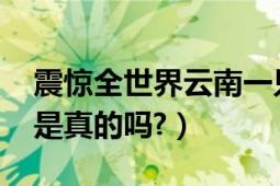 震惊全世界云南一只母猪居然生下8个男孩（是真的吗?）