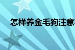 怎样养金毛狗注意事项（怎样养金毛狗）