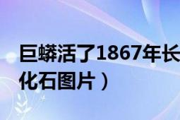 巨蟒活了1867年长啥样子（湄公河巨蟒60米化石图片）